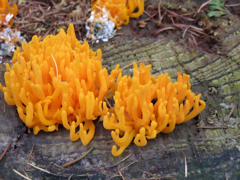 Калоцера клейкая макро