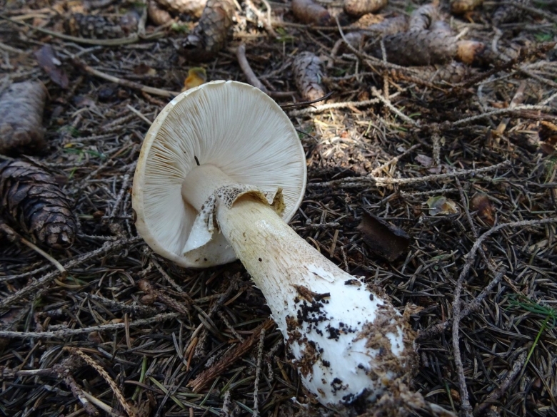 Limacella subfurnacea