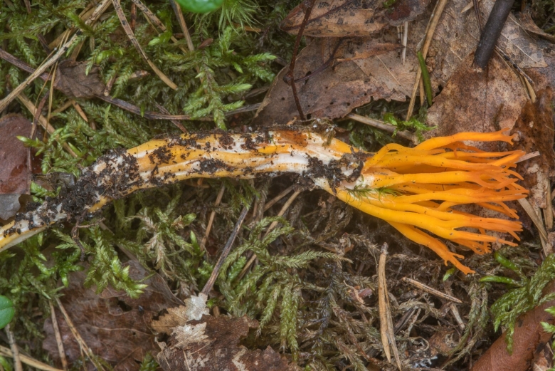Калоцера клейкая Оленьи рожки