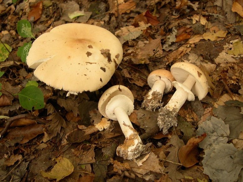 Лимацелла клейкая гриб