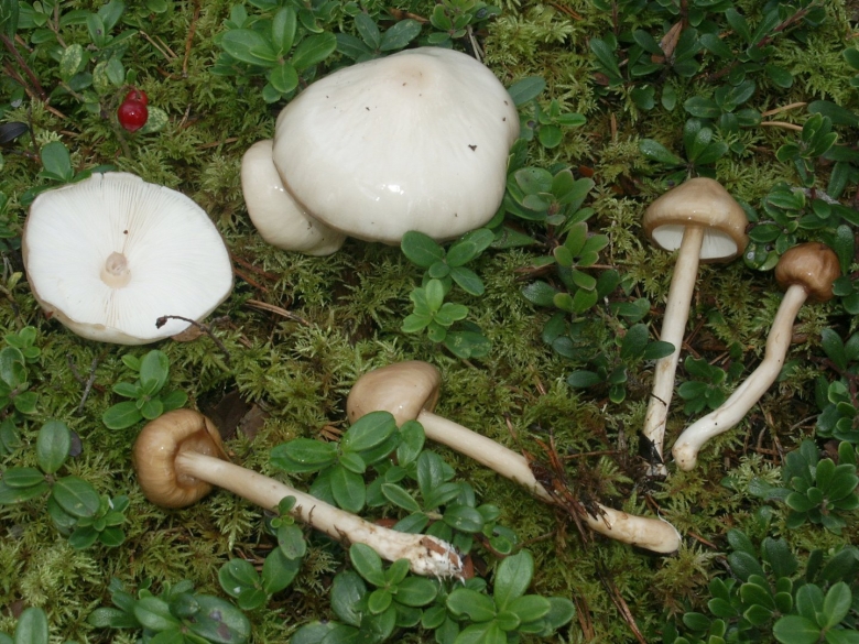 Лимацелла липкая