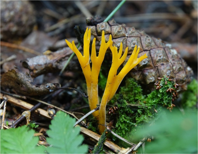 Калоцера клейкая