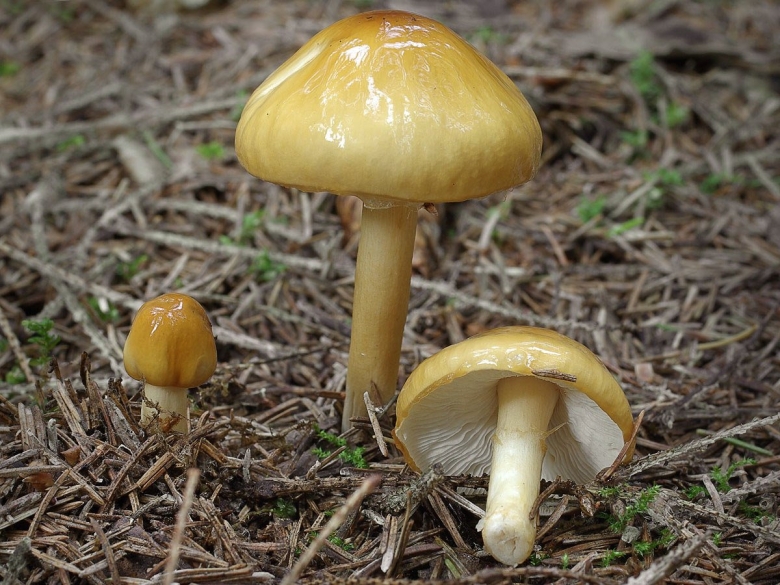 Еловик грибы желтый съедобные