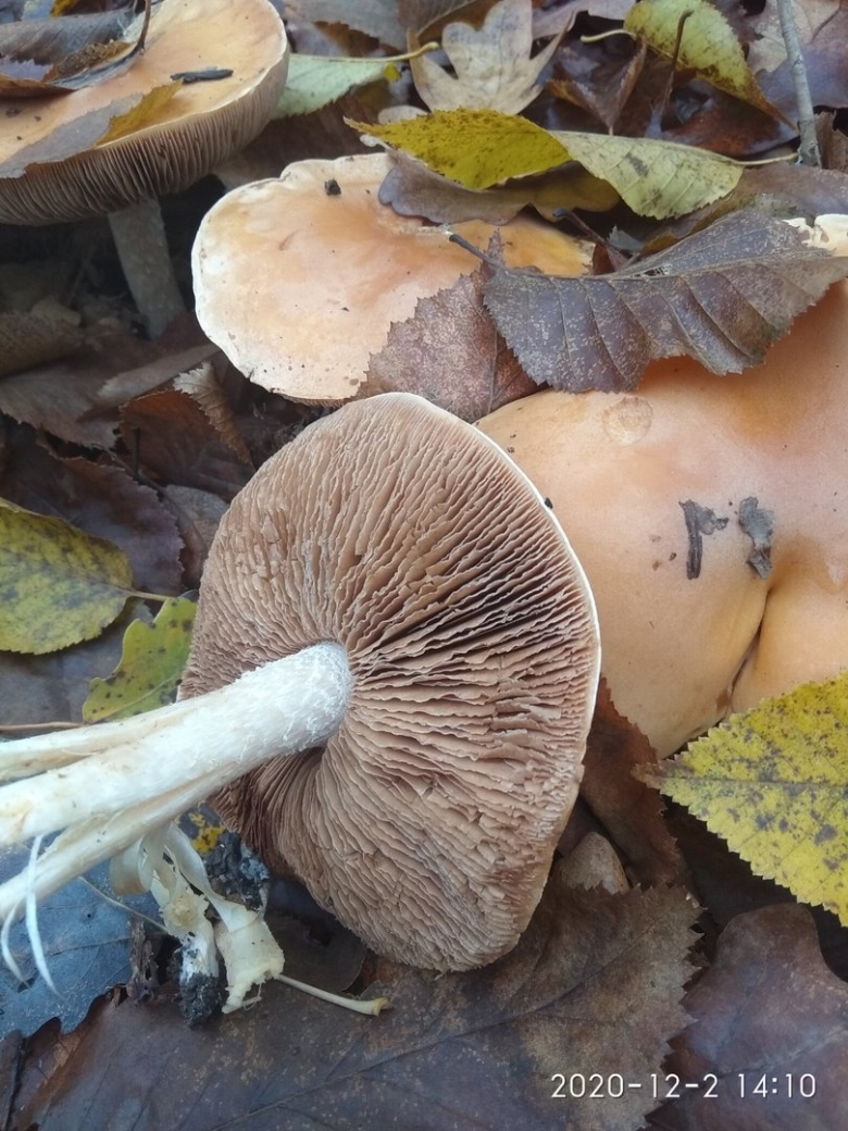 Гебелома клейкая Валуй ложный