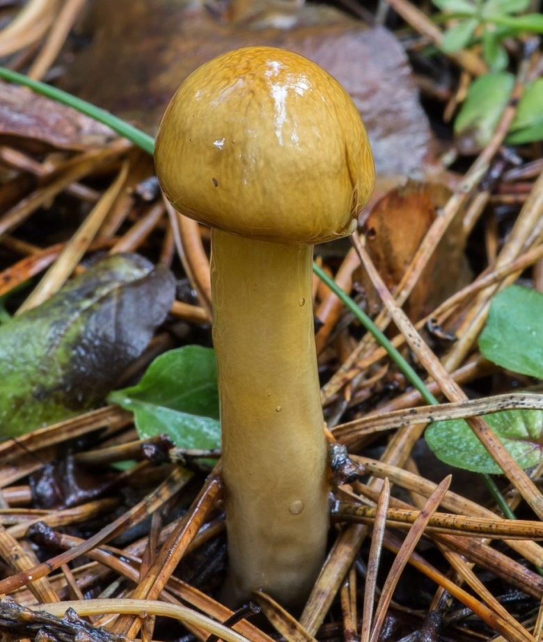 Лимацелла масляная