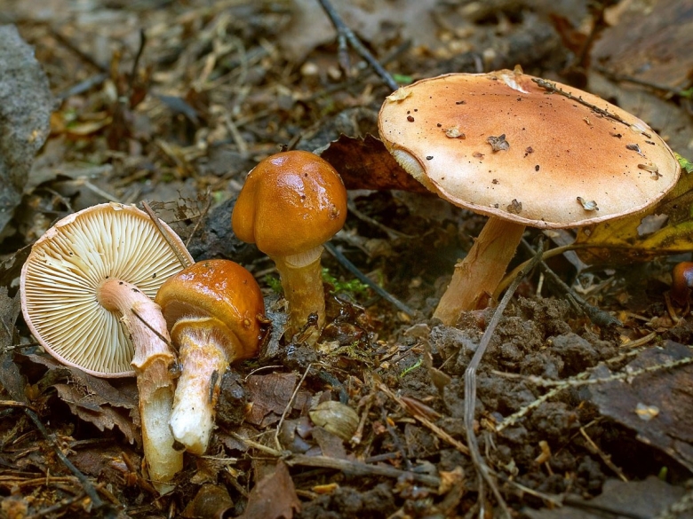 Пластинчатые грибы