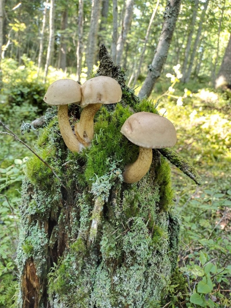 Собрать грибы странношляпки Клондайк