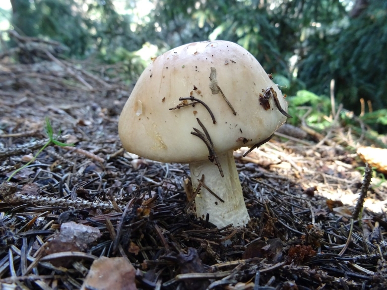 Бледная поганка гриб