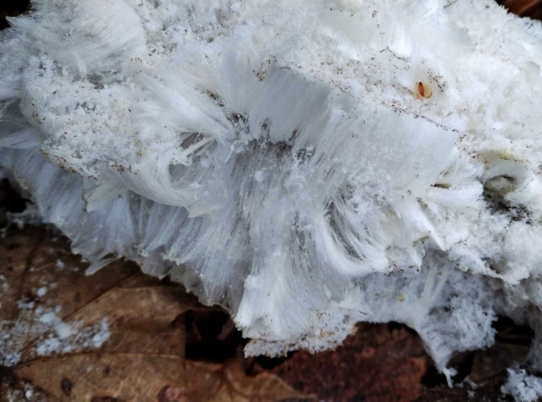 Exidiopsis effusa гриб