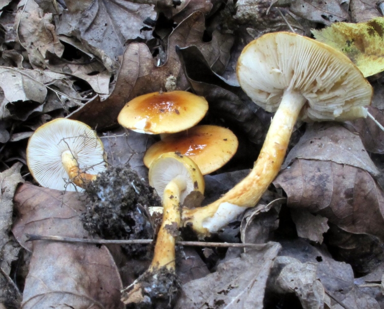 Limacella subfurnacea