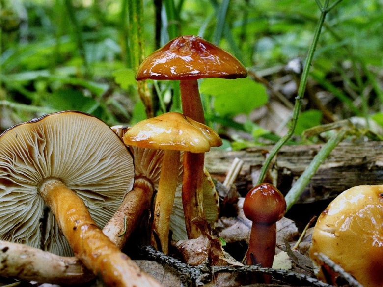 Лимацелла масляная гриб