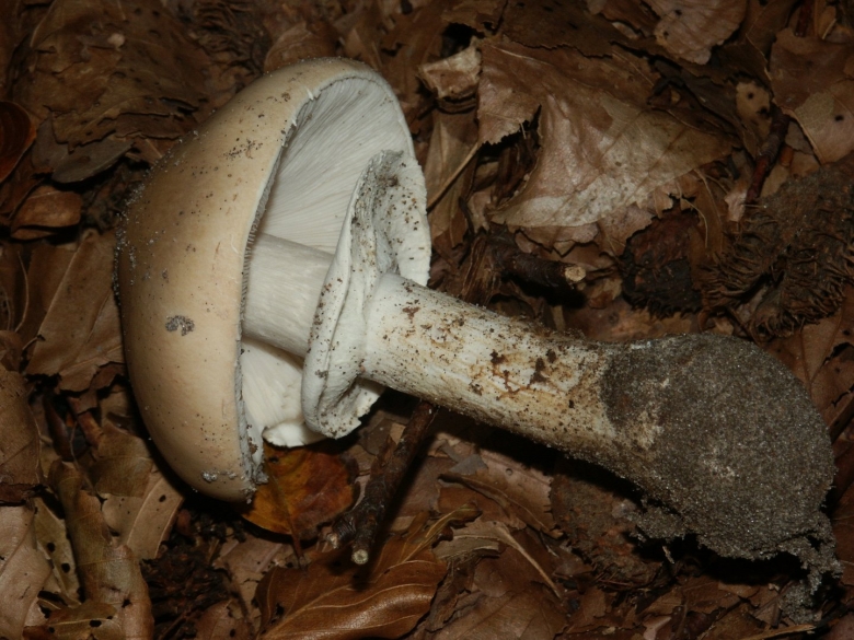 Limacella subfurnacea