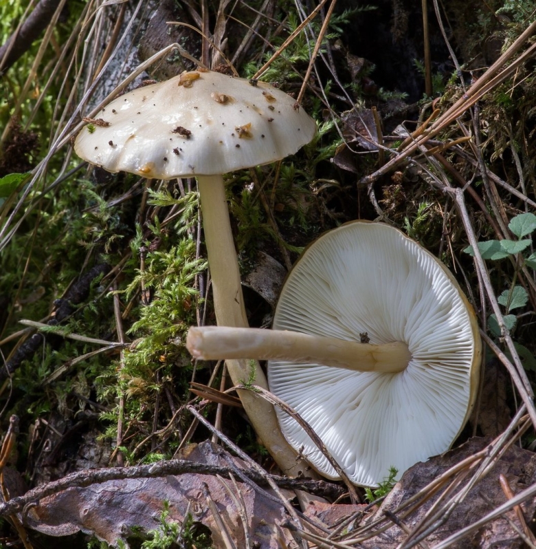 Бледная поганка (amanita phalloides)