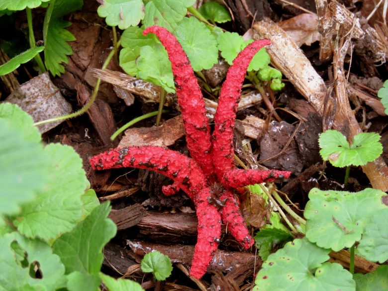 Цветохвостник яванский