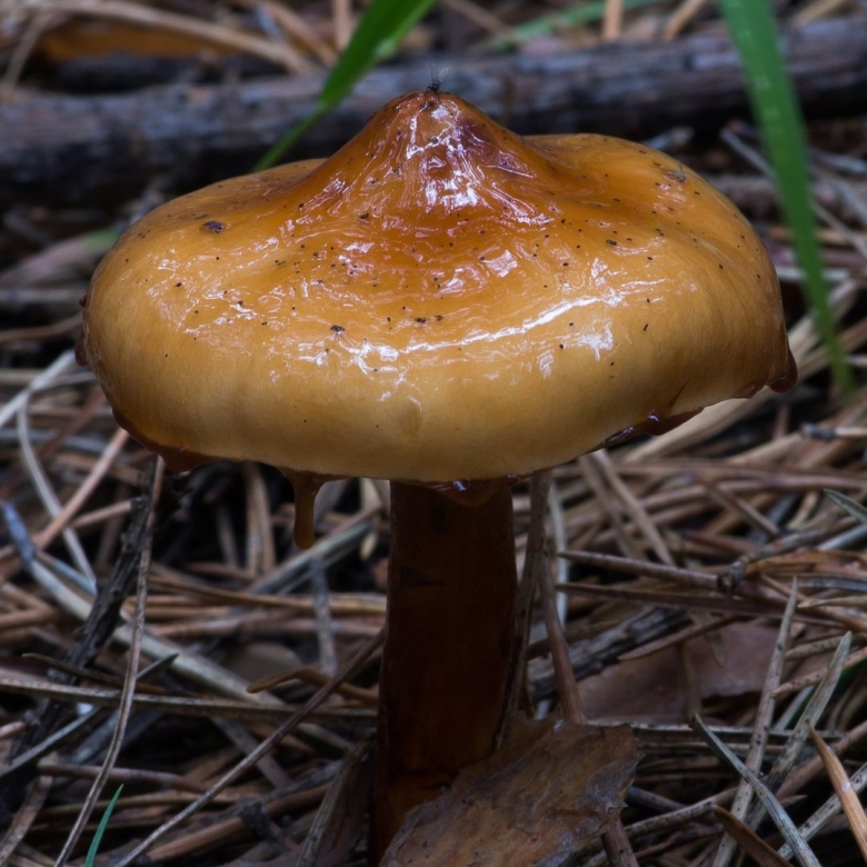 Лимацелла клейкая гриб