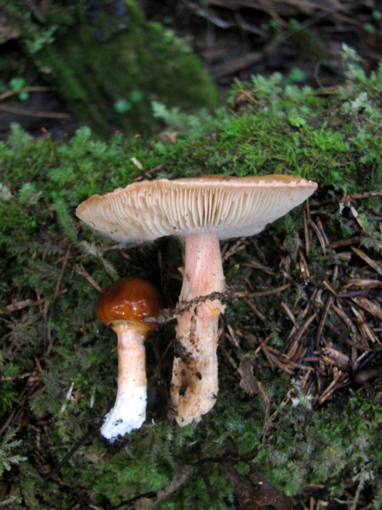 Гигроцибе лисичковая