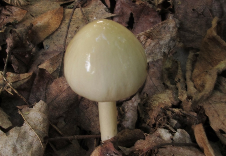 Limacella subfurnacea