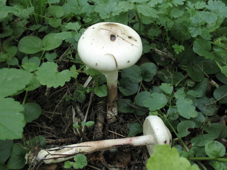 Лимацелла масляная гриб