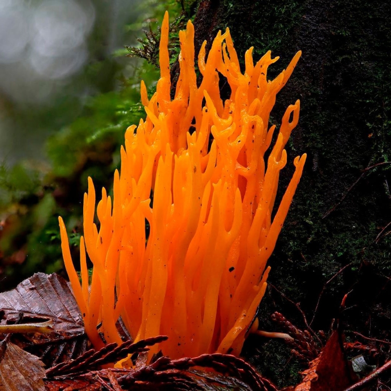 Калоцера гриб