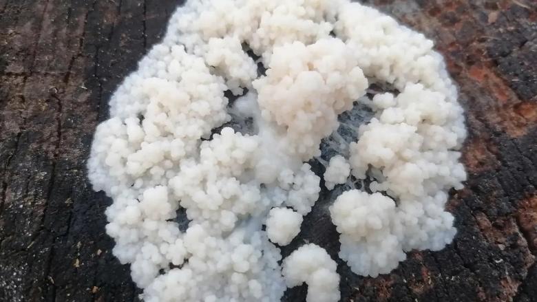 Шагающий гриб слезевик