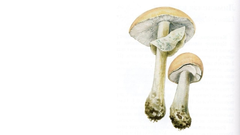 Limacella subfurnacea