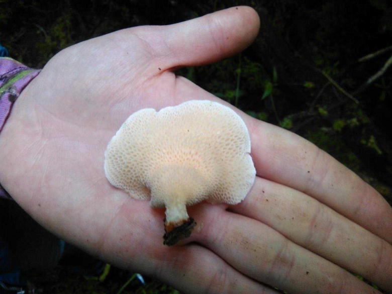 Гриб трутовик ячеистый