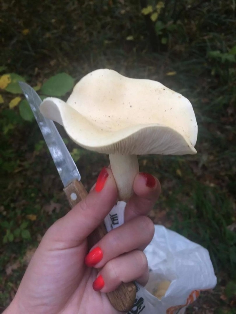 Гриб с волнистой шляпкой