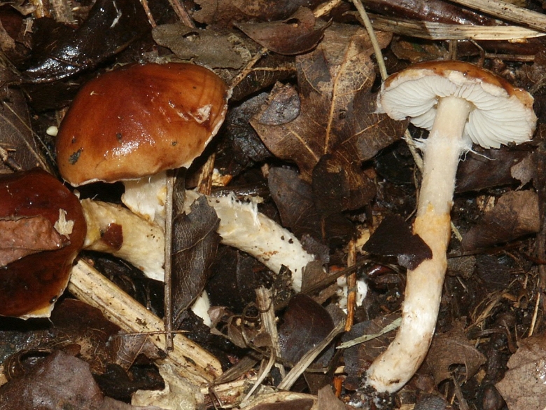 Ожогуби грибы