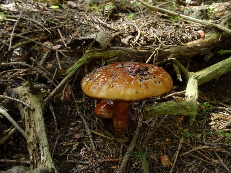 Limacella subfurnacea