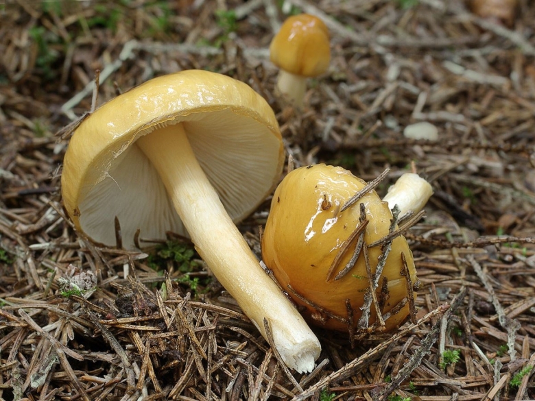 Лимацелла масляная гриб