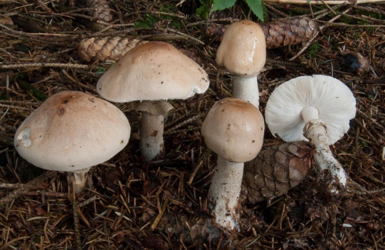 Лимацелла клейкая