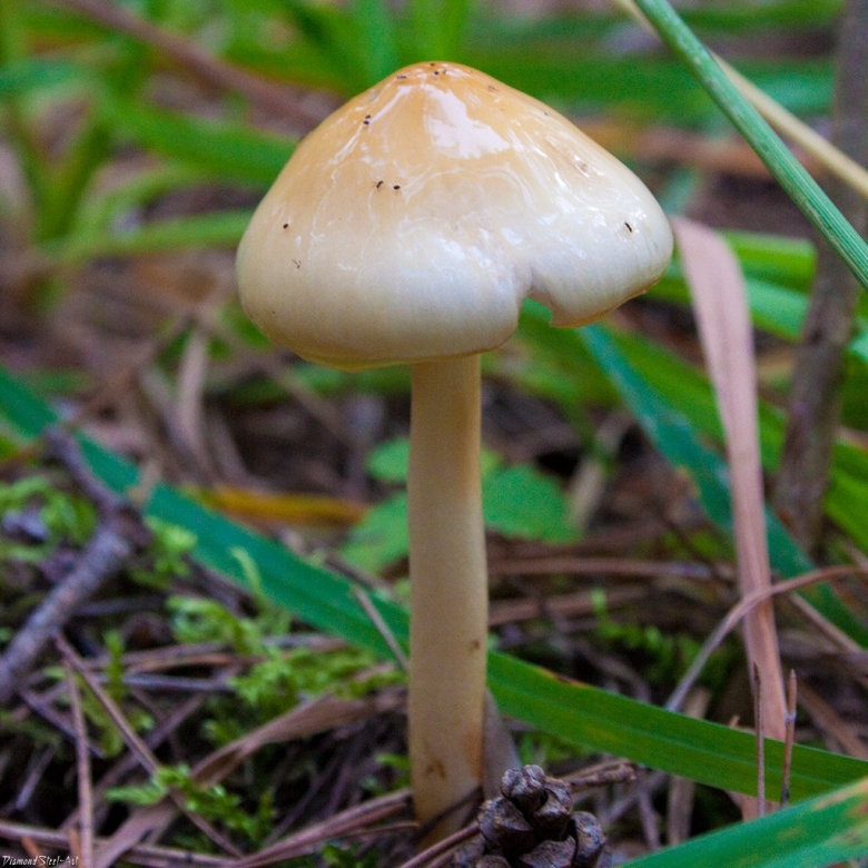 Лимацелла клейкая