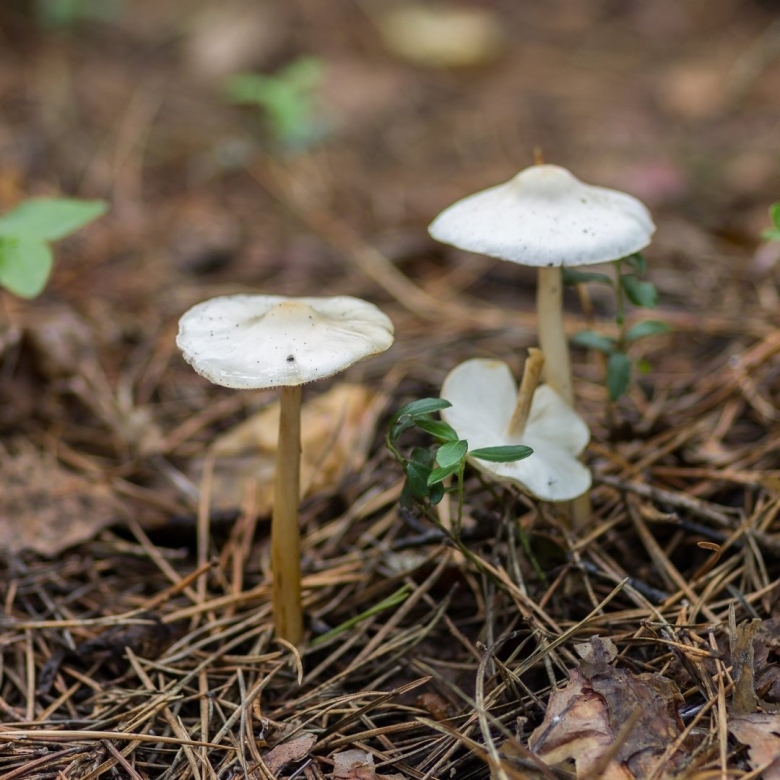 Лимацелла клейкая