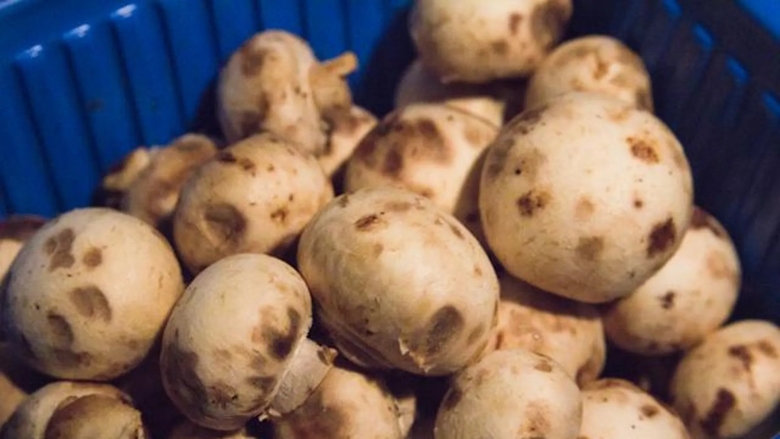 Испорченный шампиньон