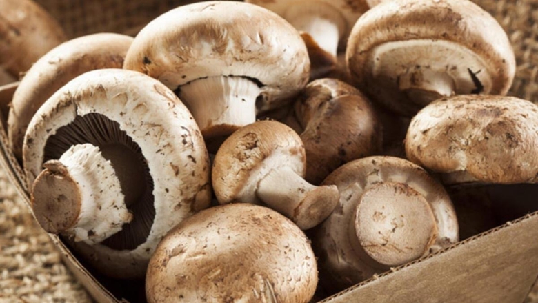 Гриб шампиньон