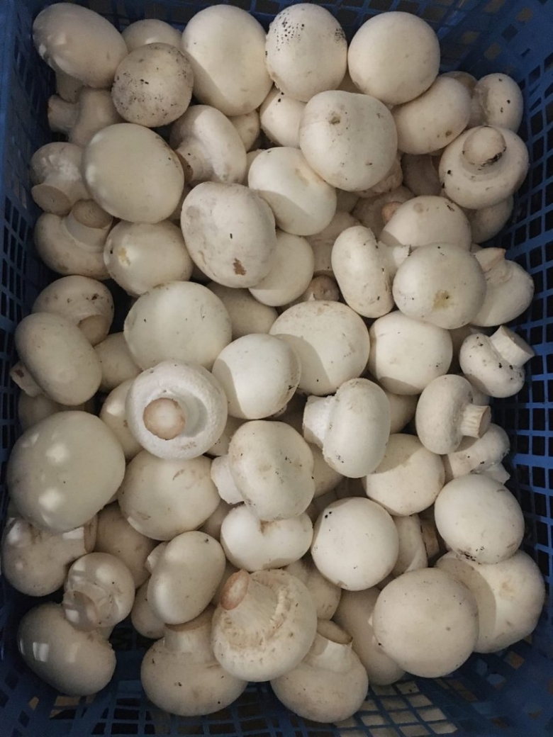 Свежие шампиньоны