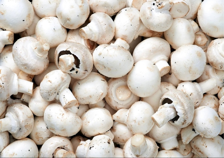 Шампиньон белый