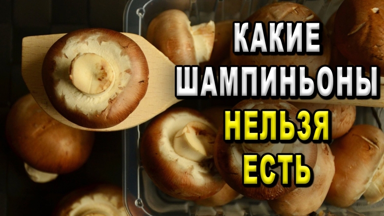 Какие шампиньоны нельзя кушать