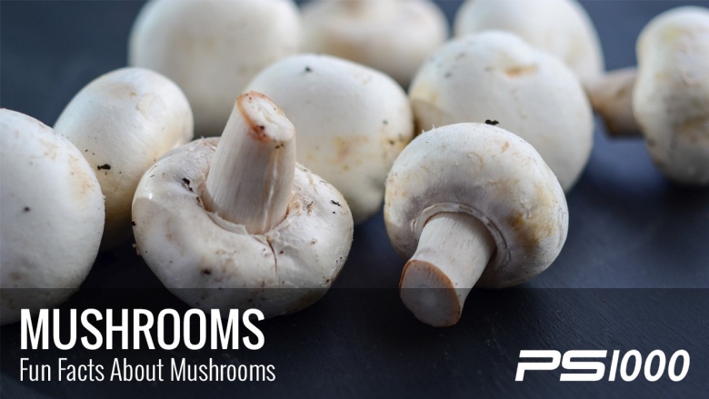 Шампиньон обыкновенный