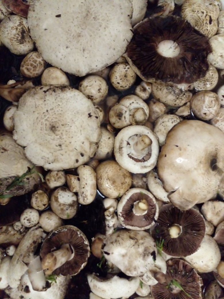 Шампиньоны в Оренбургской области