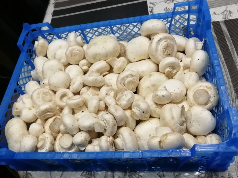 Вареные шампиньоны