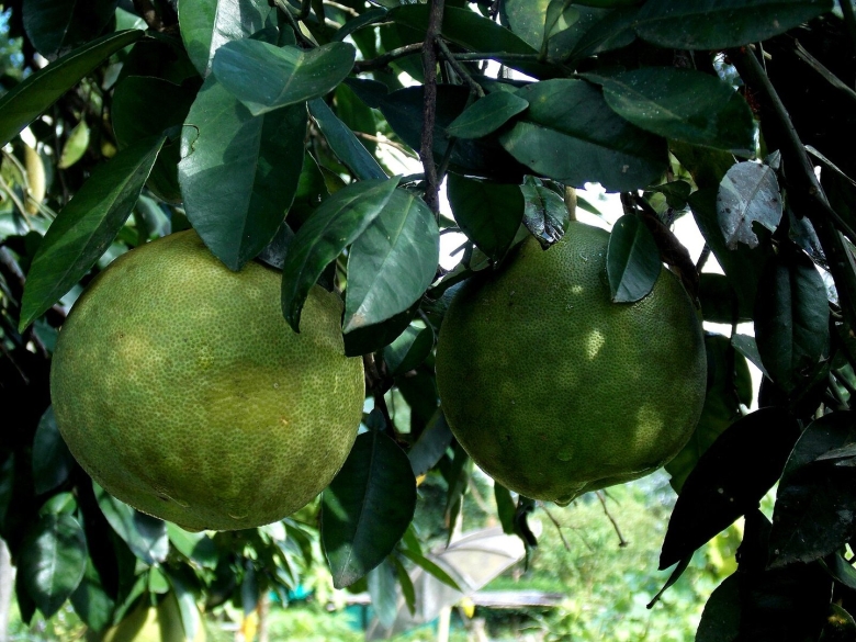 Сорт помело Khao Horn