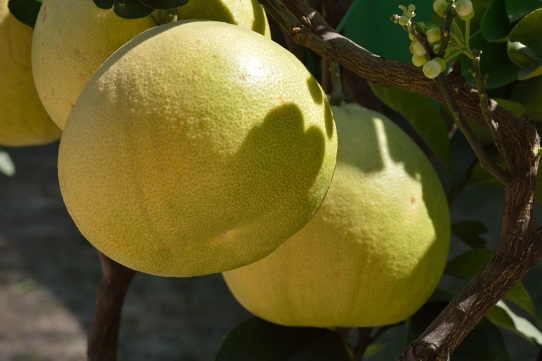Citrus Grandis