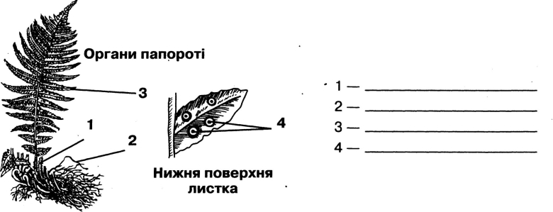 Схема строения папоротника