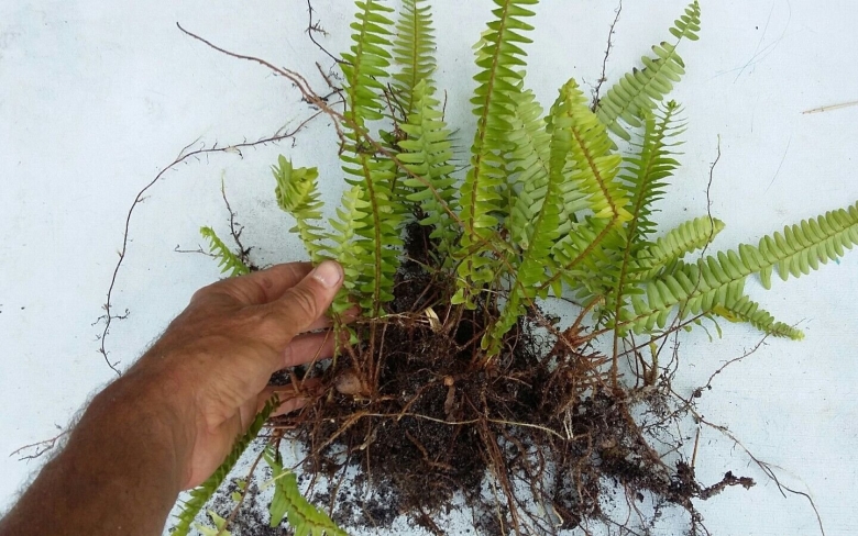 Папоротник нефролепис корневище