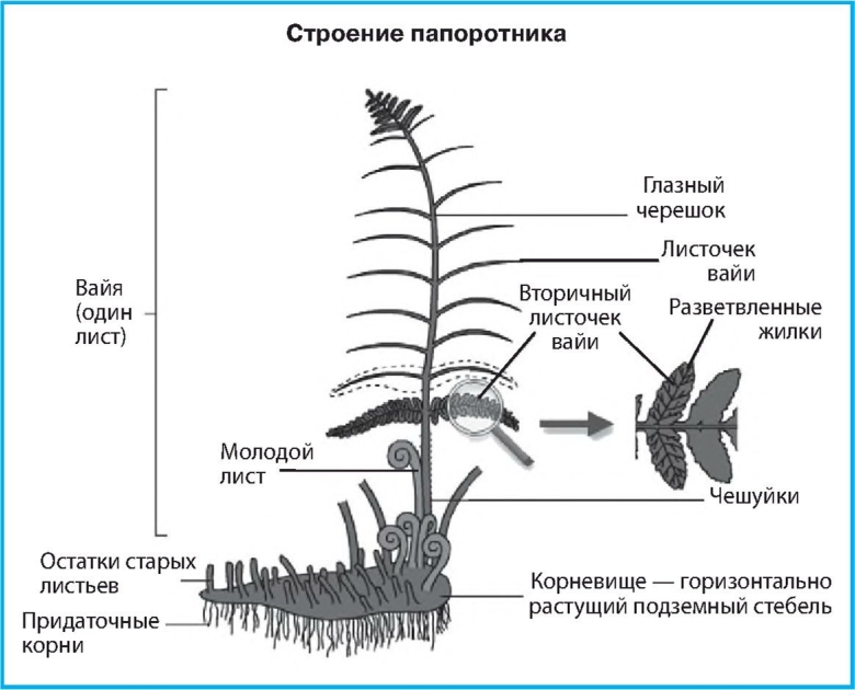 Папоротник Щитовник мужской строение