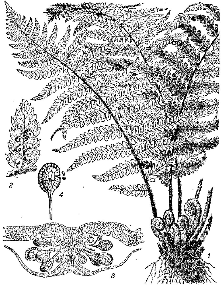 Папоротник страусник корневище
