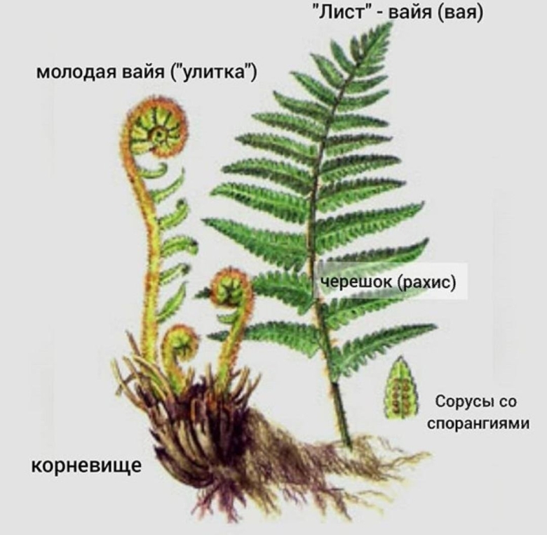 Папоротник Щитовник мужской