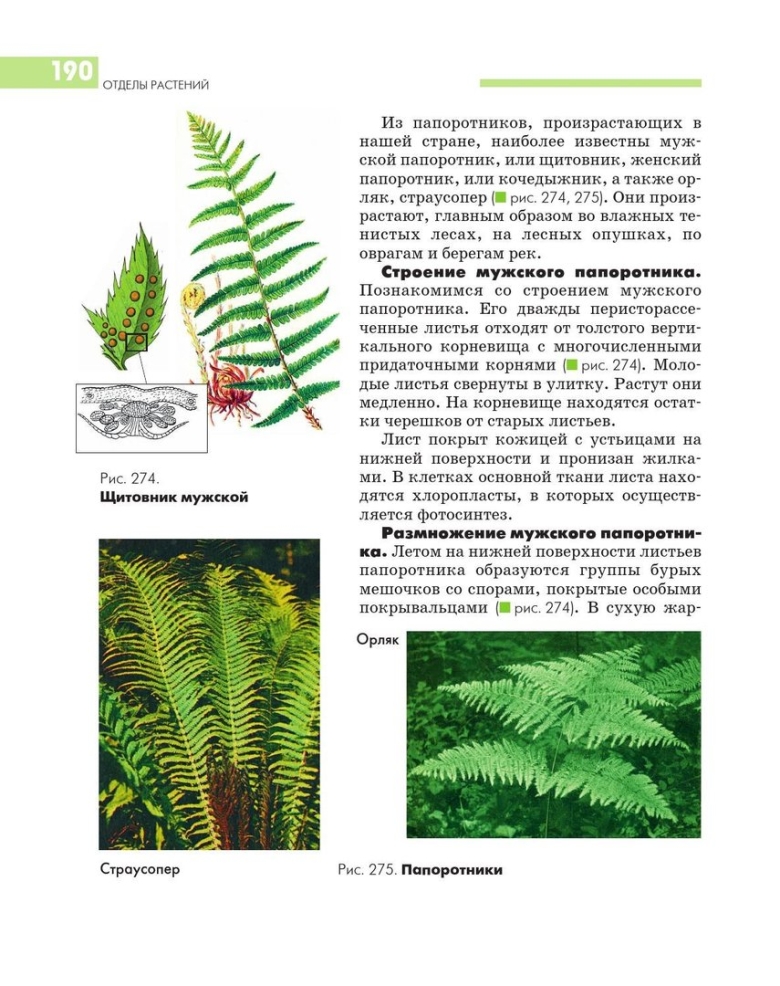 Щитовник мужской отдел