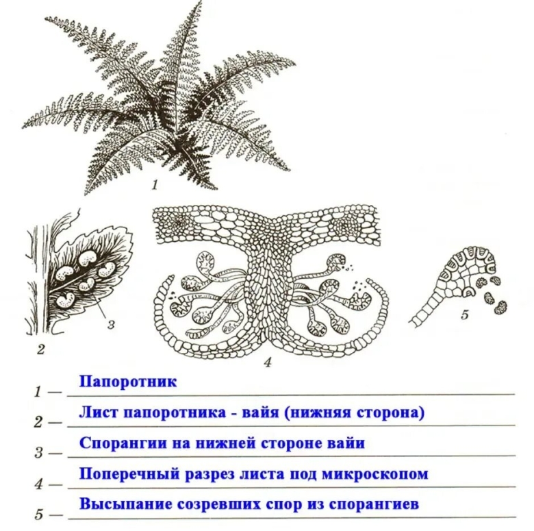 Жизненный цикл папоротника класс биология